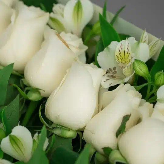 Primer plano extremo de rosas blancas frescas con gotas de rocío sutiles y alstroemerias, destacando la textura hiperrealista