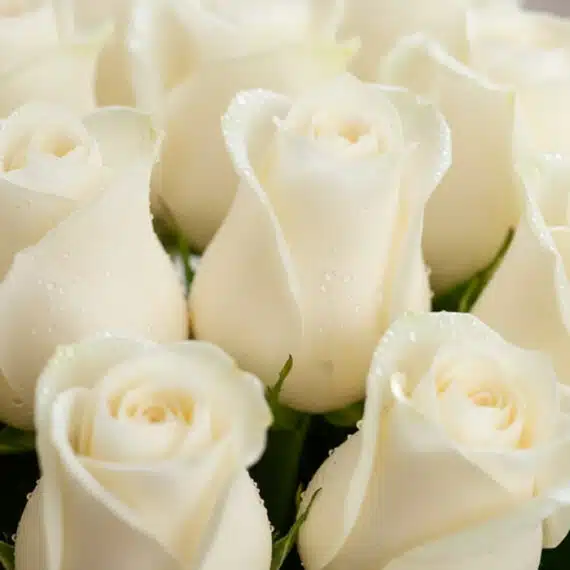 Primer plano extremo de rosas blancas frescas con gotas de rocío, mostrando textura hiperrealista y colores vibrantes bajo lu